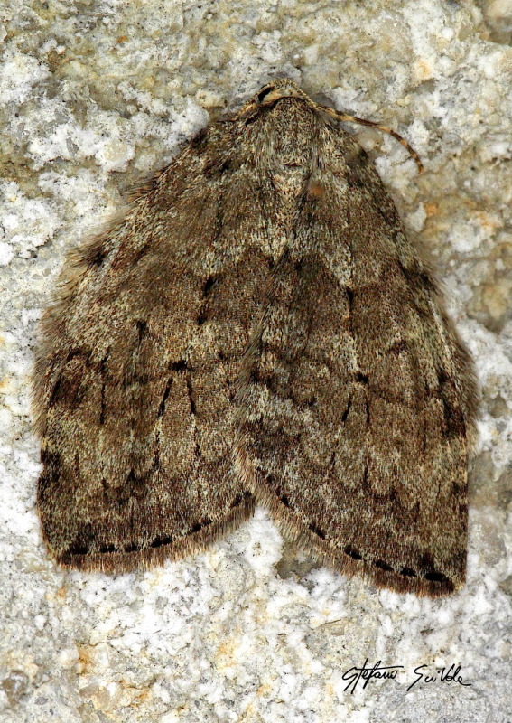 Epirrita sp.